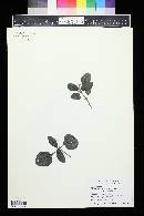 Pilea involucrata image