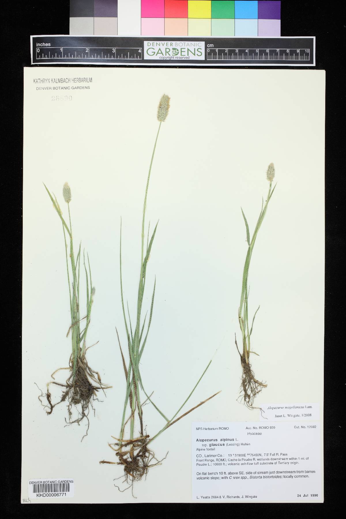 Alopecurus magellanicus image