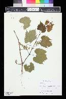 Vitis riparia image