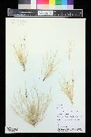 Aristida adscensionis image