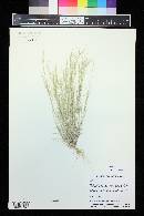 Aristida adscensionis image