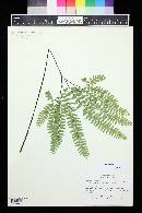 Adiantum viridimontanum image