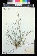 Aristida dichotoma image