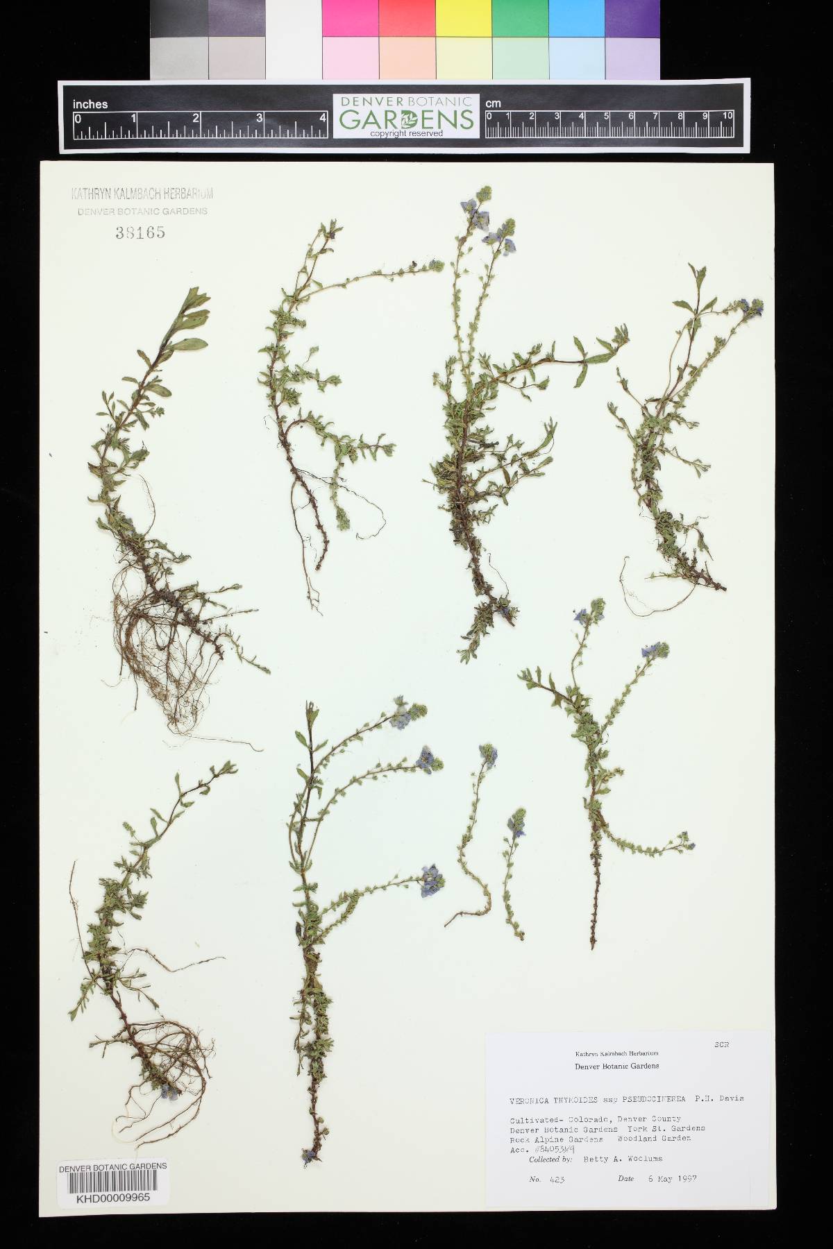 Veronica thymoides subsp. pseudocinerea image