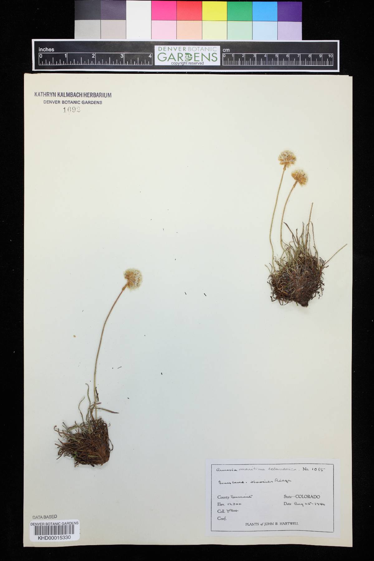 Armeria scabra image