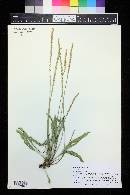 Plantago eriopoda image