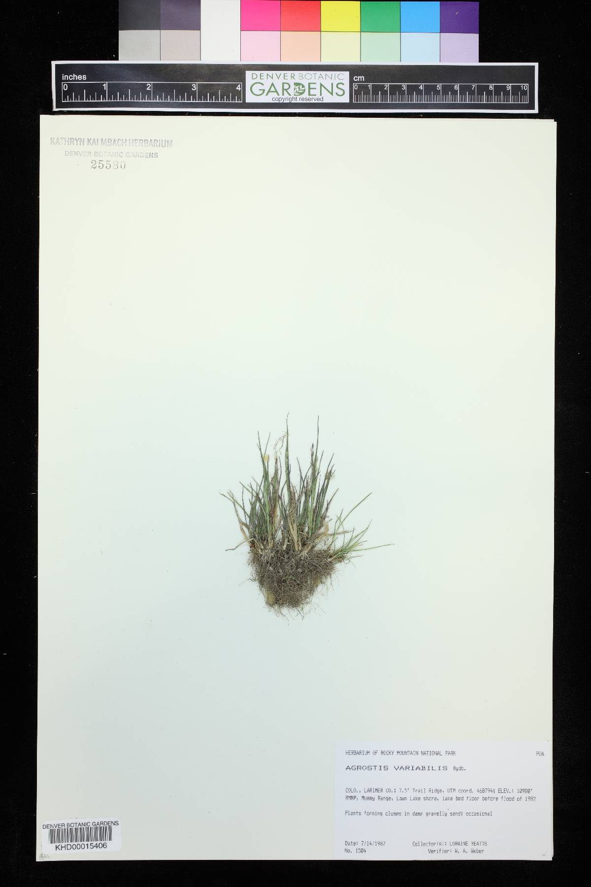 Agrostis variabilis image