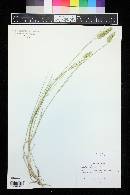 Agropyron cristatum image