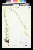 Ipomopsis aggregata subsp. candida image