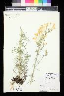 Ipomopsis aggregata subsp. candida image