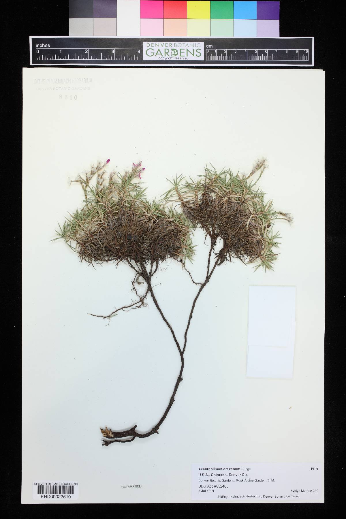 Acantholimon araxanum image
