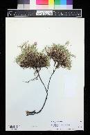 Media resource of Acantholimon araxanum