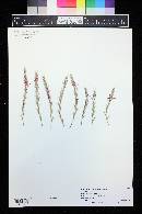Media resource of Acantholimon hohenackeri