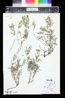 Phyla cuneifolia image