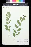 Ulmus pumila image