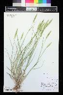 Agropyron cristatum subsp. desertorum image