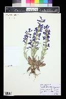 Penstemon fremontii image