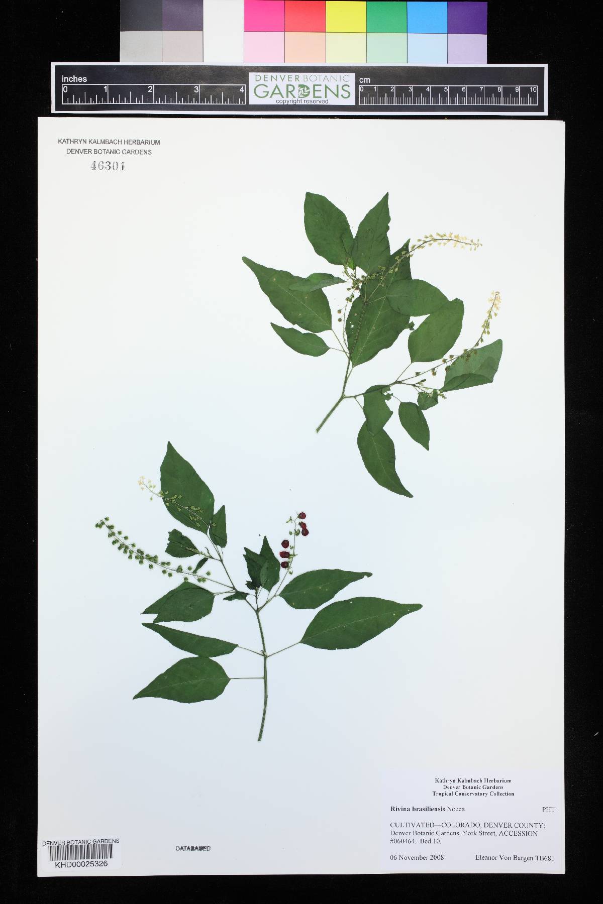 Rivina brasiliensis image