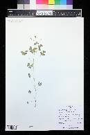 Oxalis dillenii image