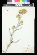 Cirsium canescens image