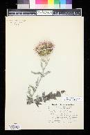 Cirsium undulatum image