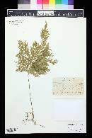 Selaginella cupressina image