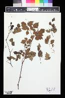 Ampelopsis arborea image