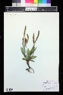 Plantago tweedyi image