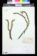 Huperzia lucidula image