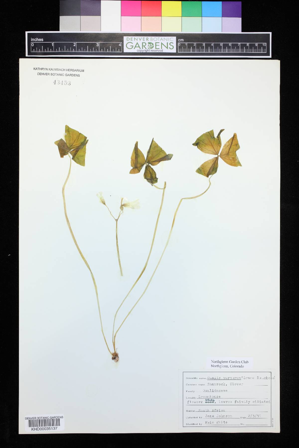 Oxalis purpurea image