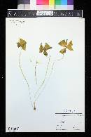 Oxalis purpurea image