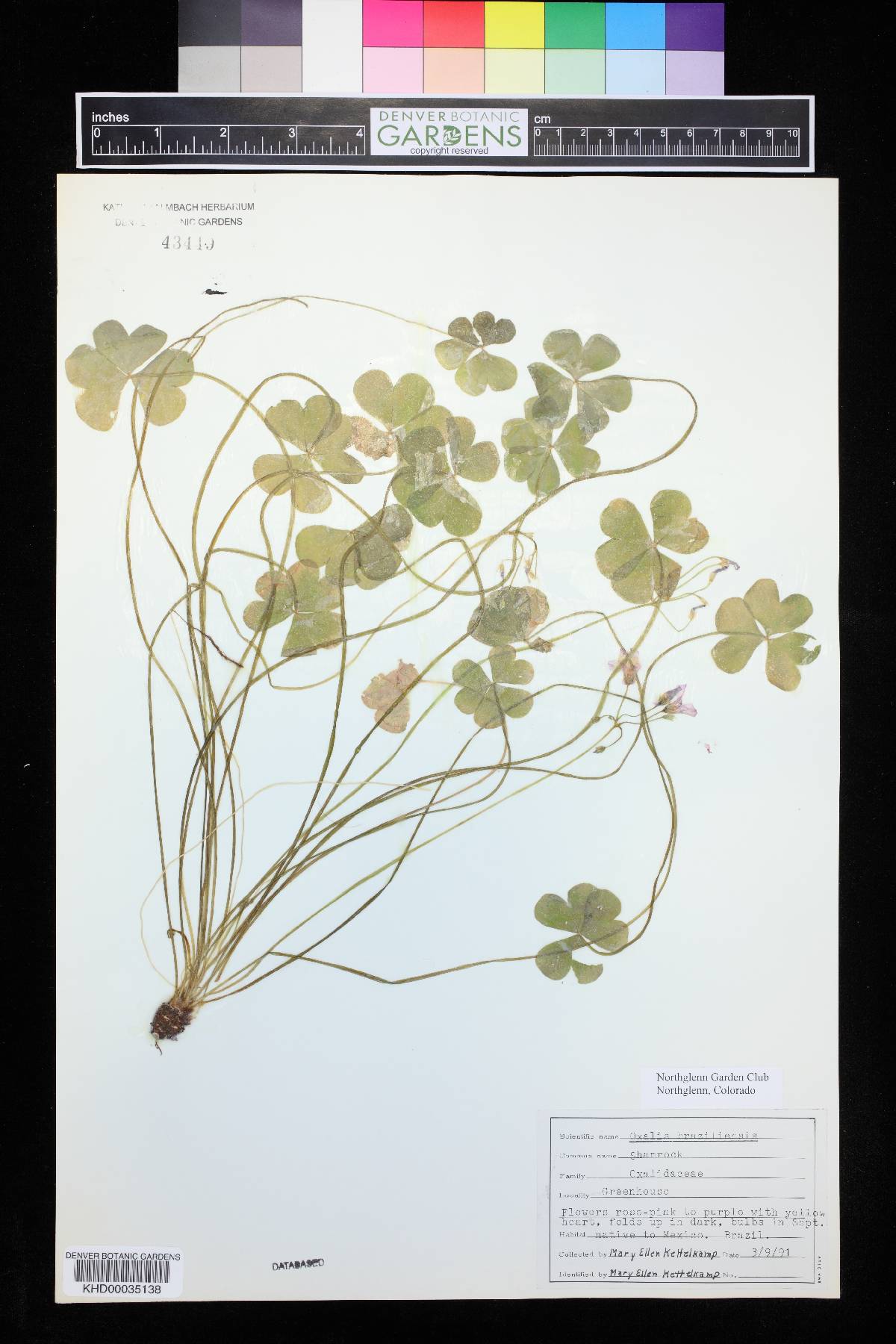 Oxalis brasiliensis image