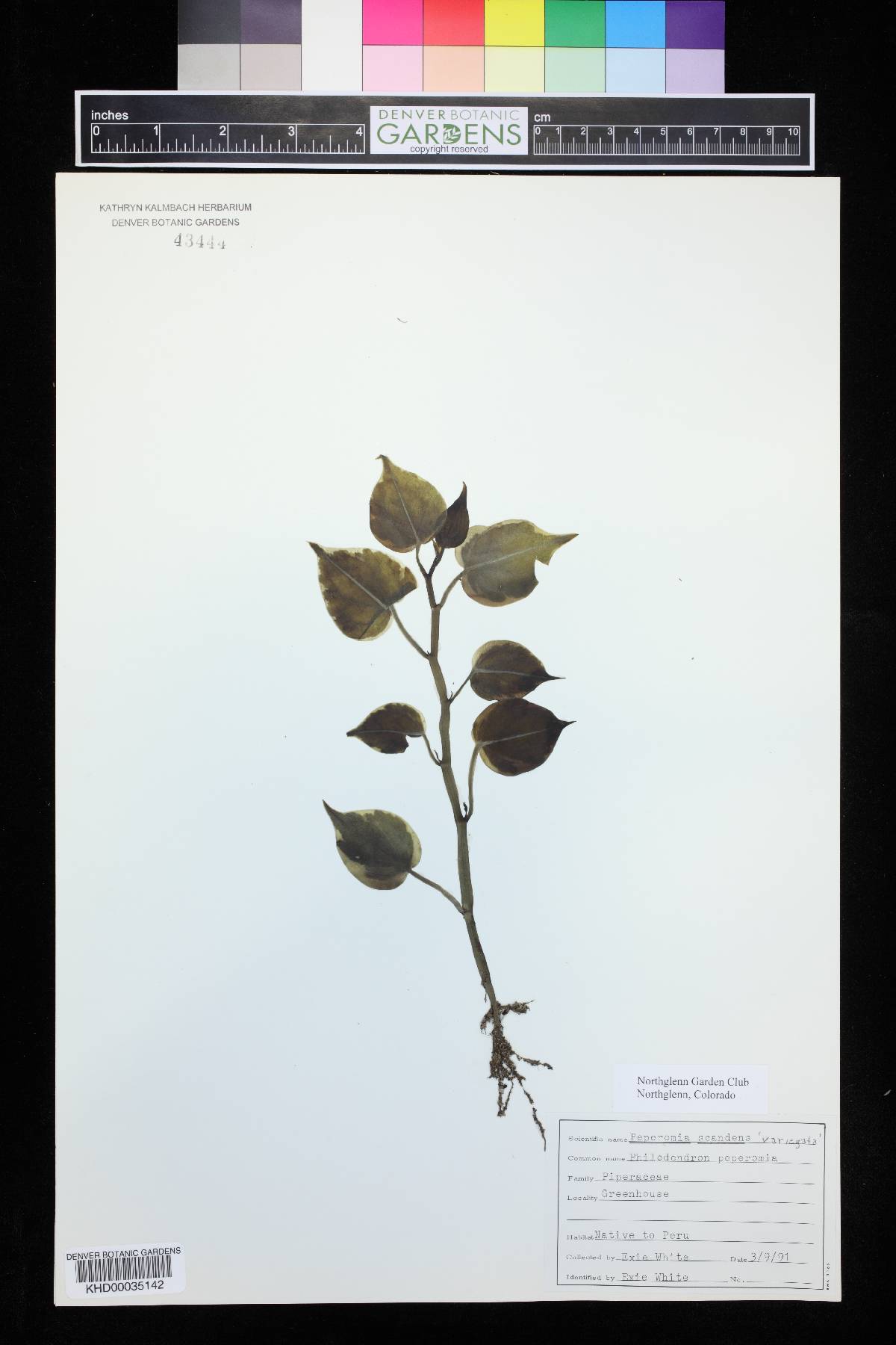 Peperomia scandens image