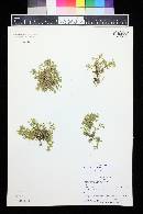 Cerastium beeringianum subsp. earlei image
