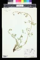 Phyla cuneifolia image