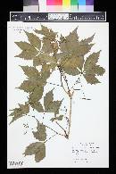 Parthenocissus inserta image
