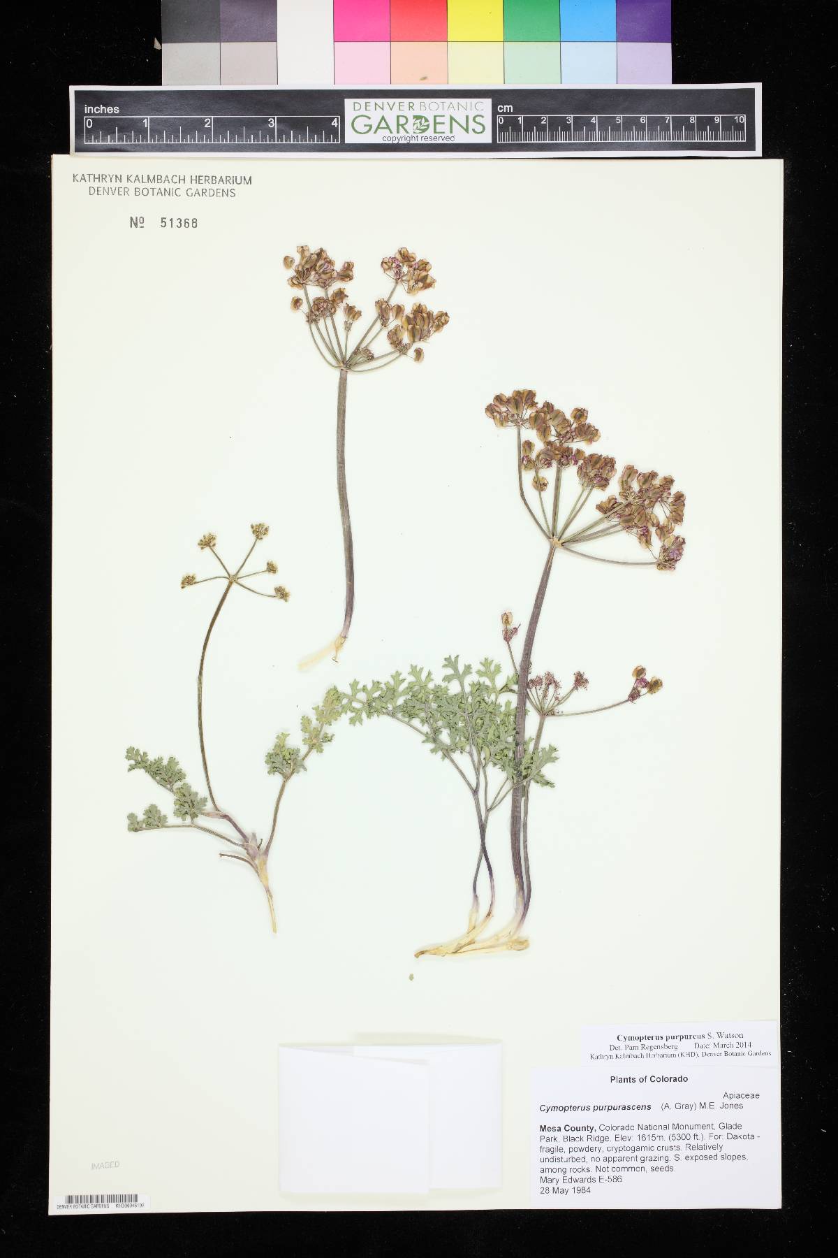 Aulospermum purpureum image