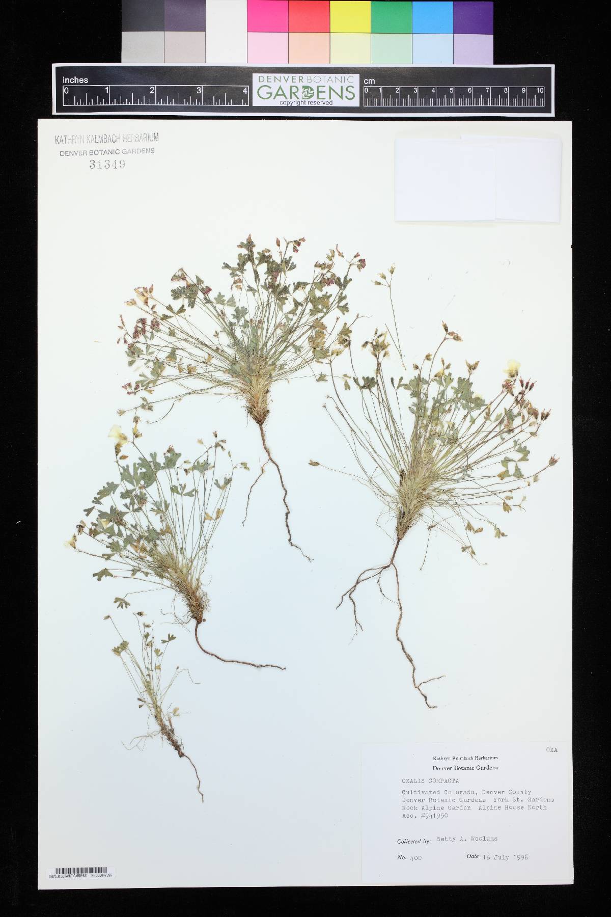 Oxalis compacta image