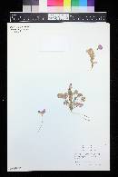 Oxalis depressa image