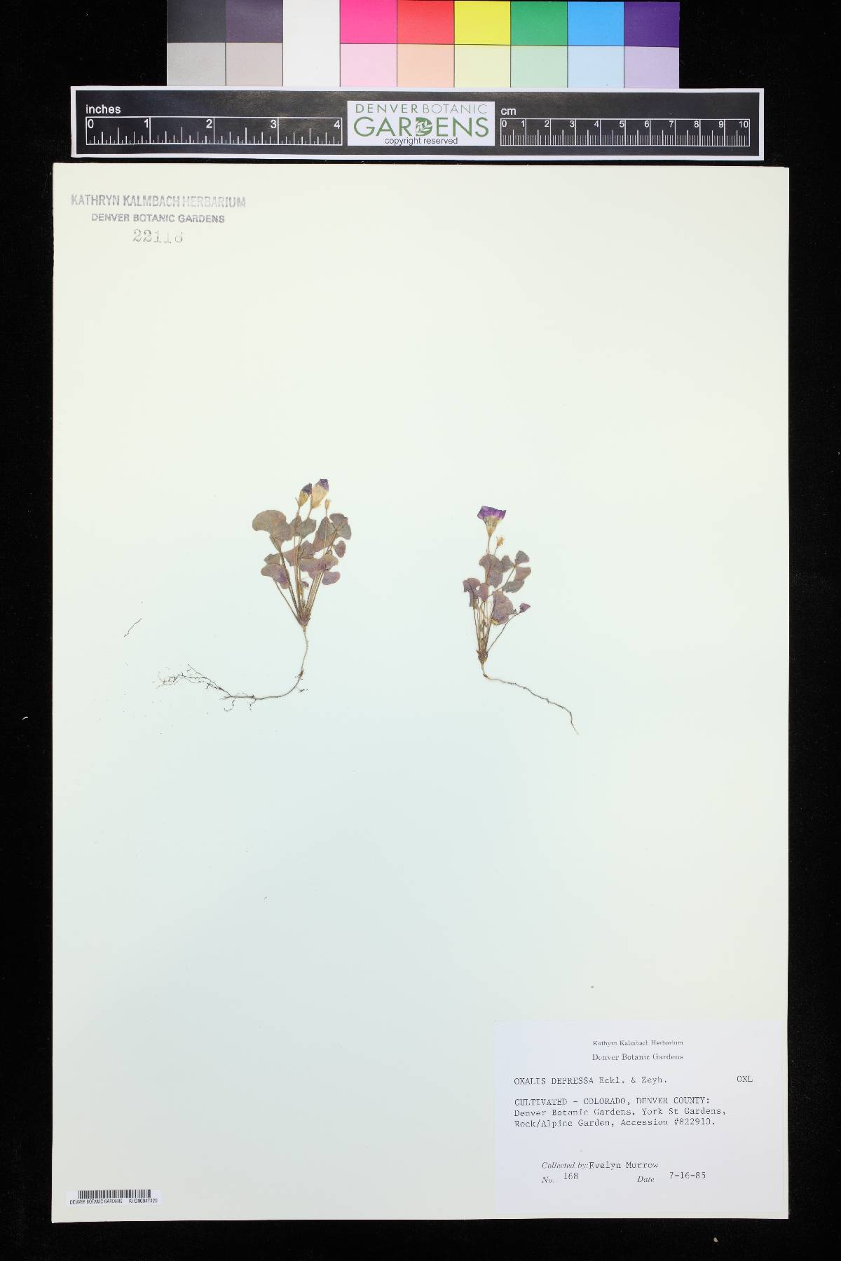 Oxalis depressa image