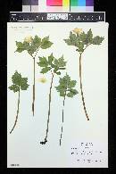 Hylomecon japonicum image