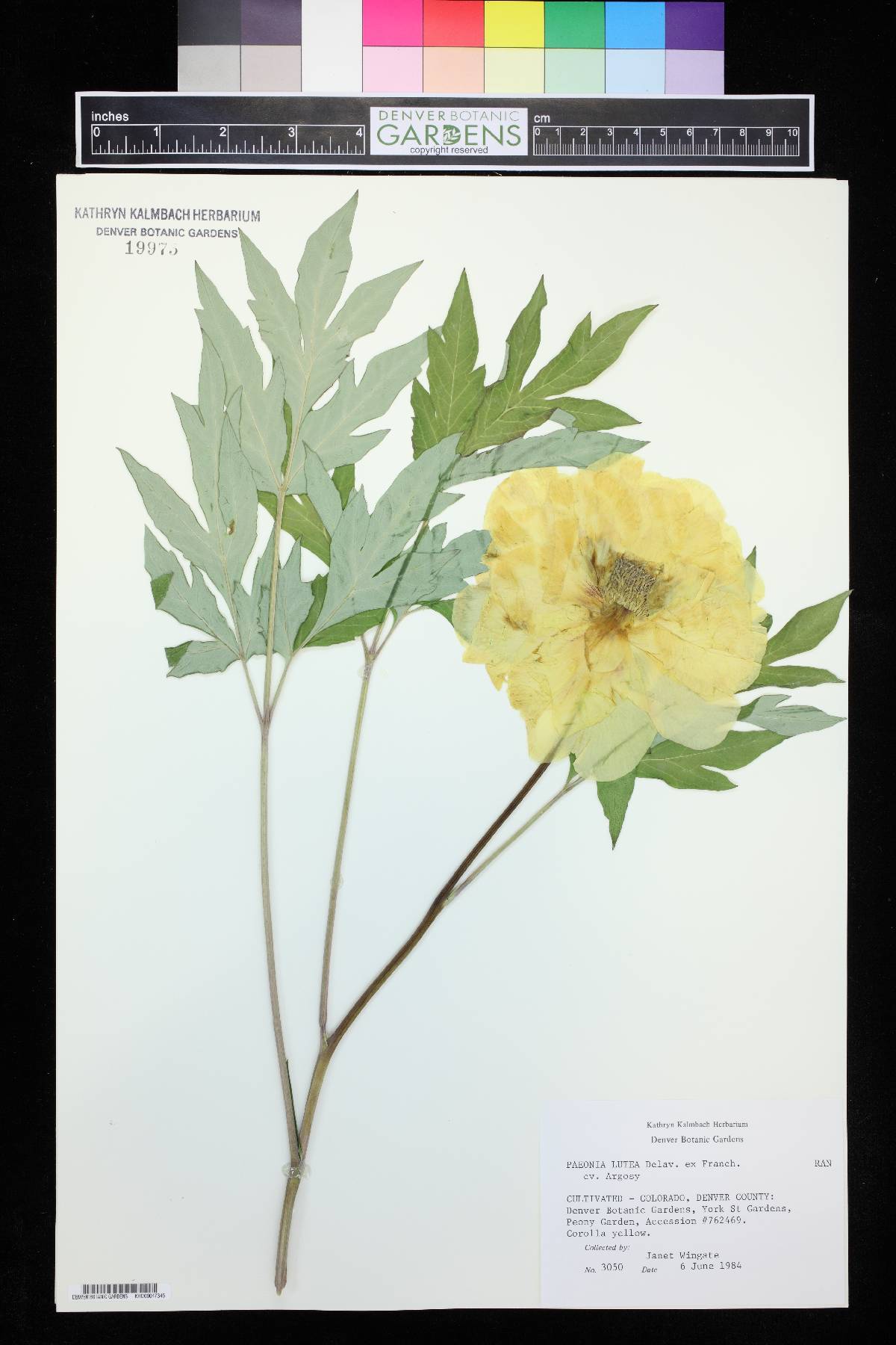 Paeonia lutea image