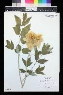 Paeonia suffruticosa image