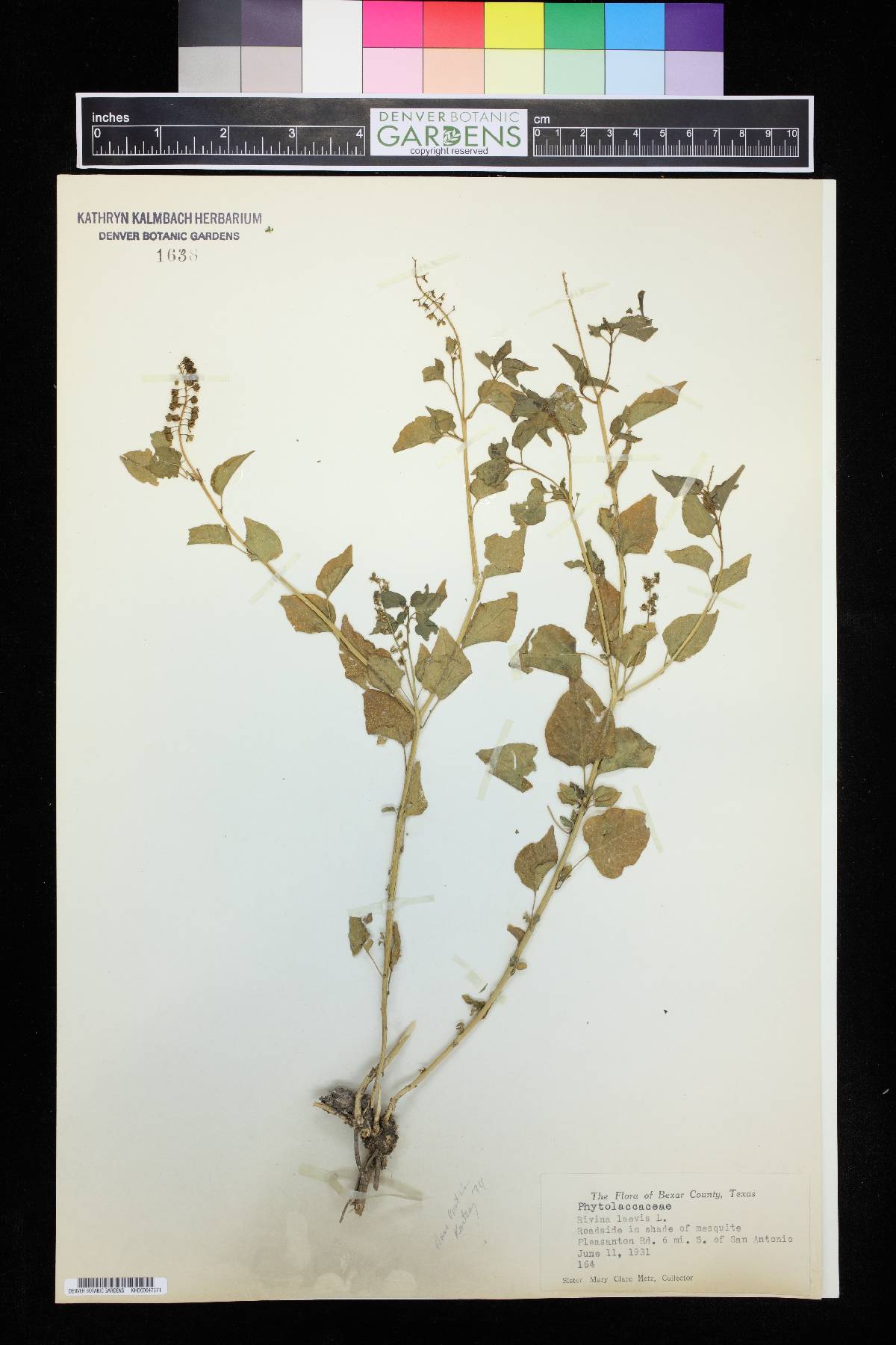 Rivina laevis image
