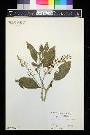 Phytolacca americana image