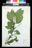 Phytolacca americana image