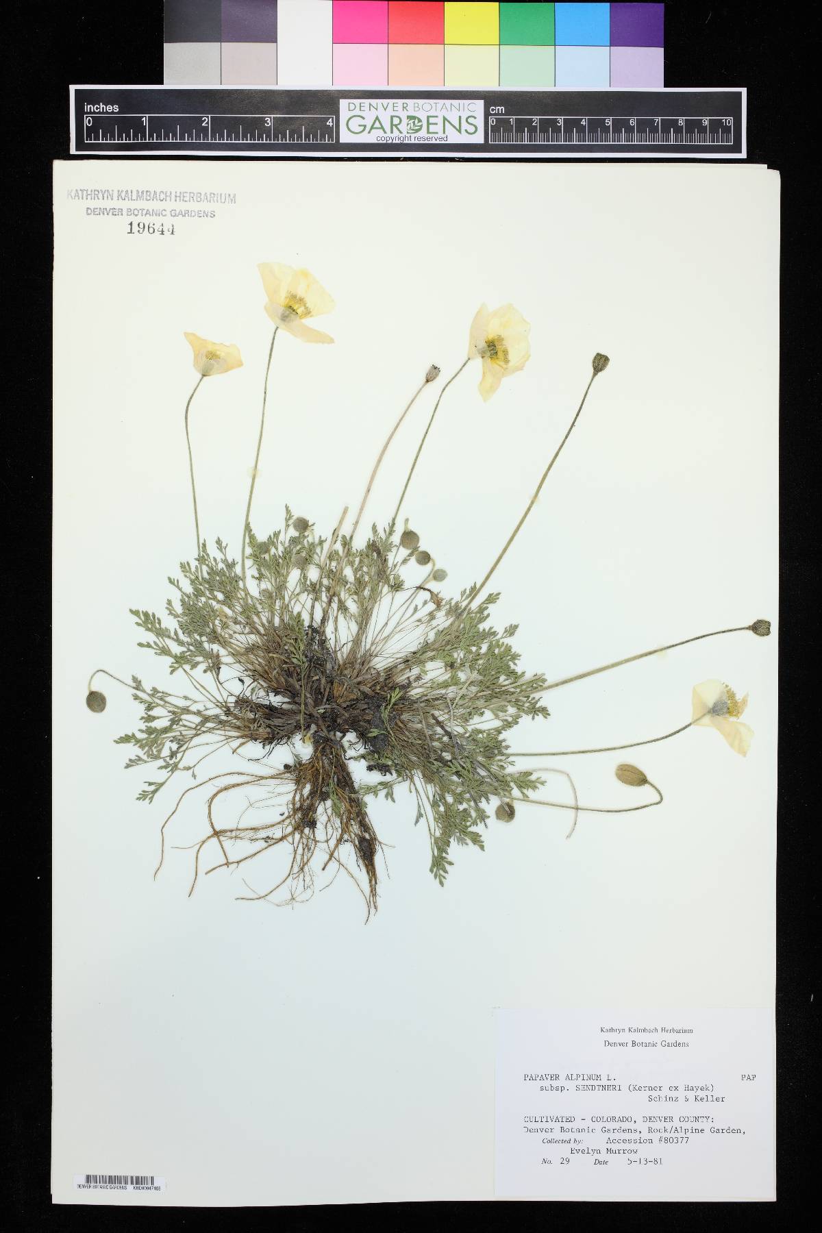 Papaver alpinum subsp. alpinum image