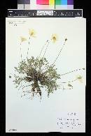 Papaver alpinum image