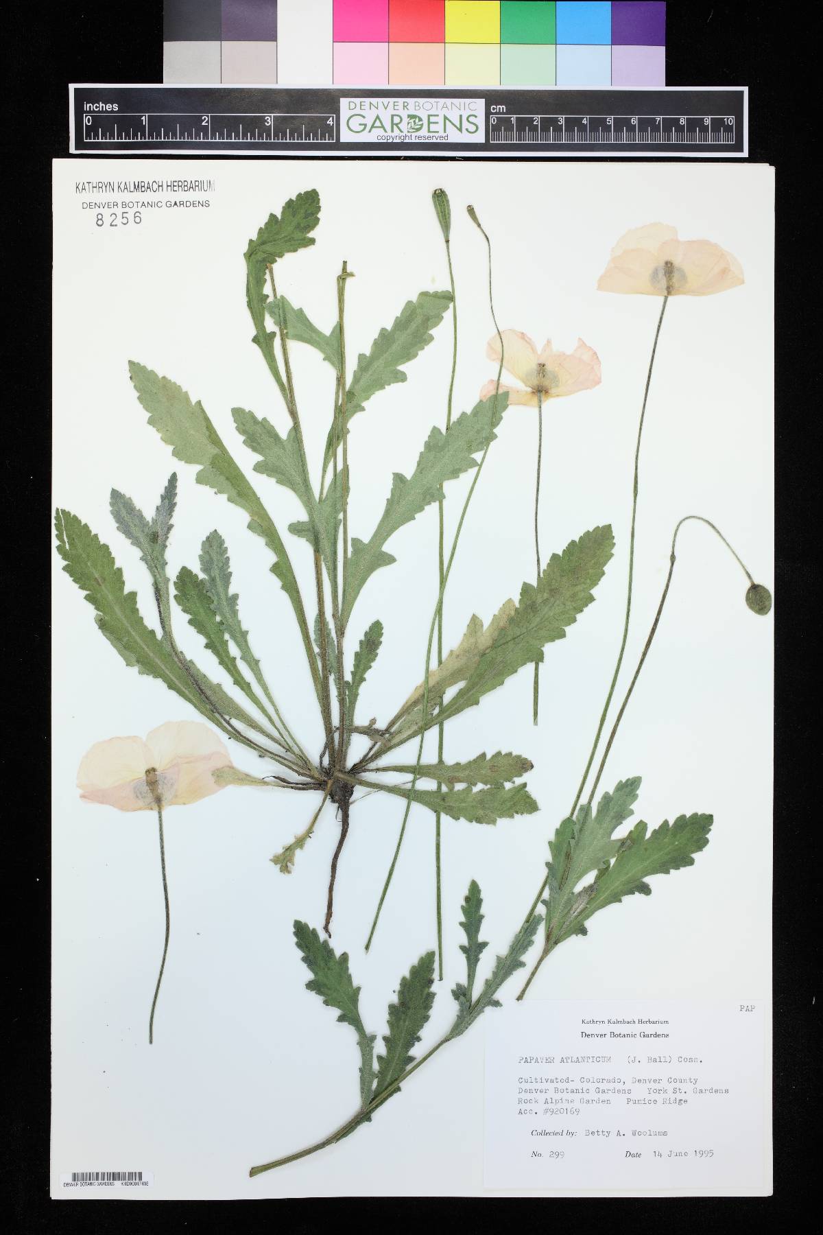 Papaver atlanticum image