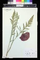 Papaver orientale image